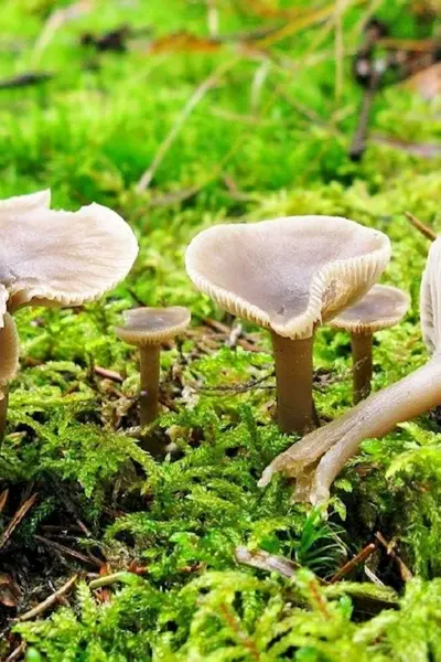 Говорушка беловатая Clitocybe vibecina