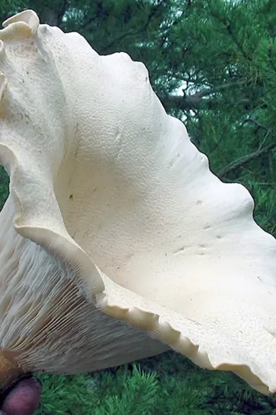 Говорушка гигантская Leucopaxillus giganteus