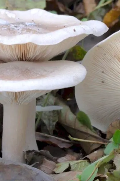 Говорушка подогнутая Clitocybe geotropa