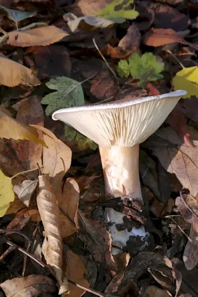 Говорушка подогнутая Infundibulicybe geotropa