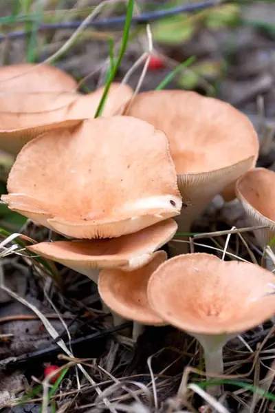 Говорушка ворончатая Clitocybe Gibba