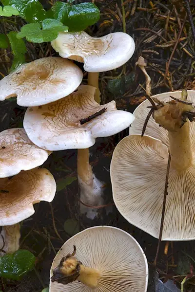 Говорушка восковатая Clitocybe phyllophila
