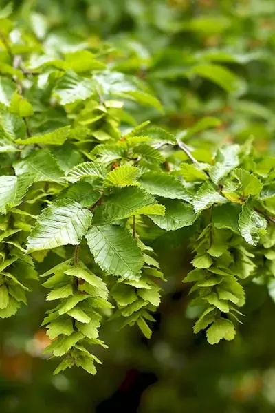 Граба восточного Carpinus orientalis