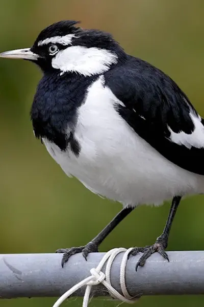 Grallina cyanoleuca