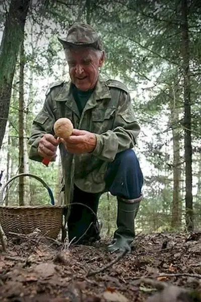 Грибники в лесу