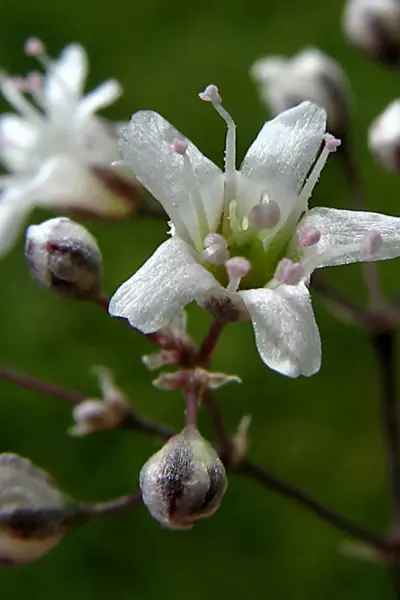 Gypsophila paniculata