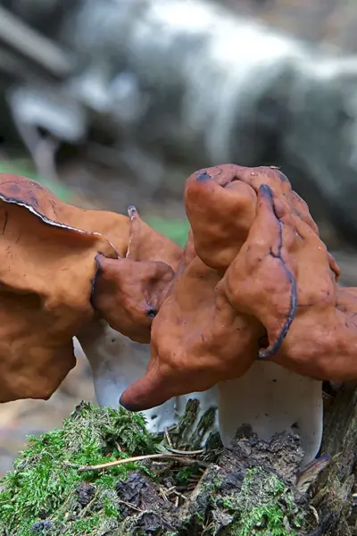 Gyromitra infula строчок осенний