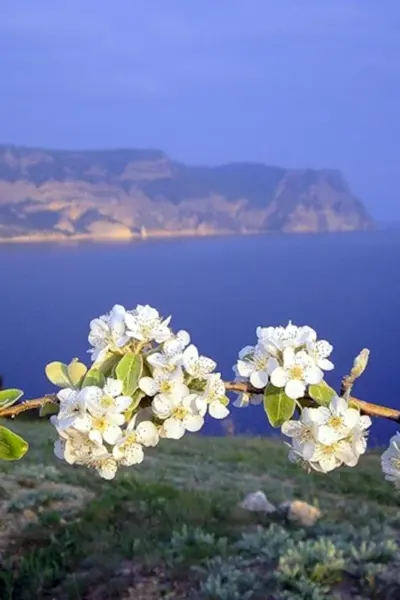 Ялта цветение миндаля