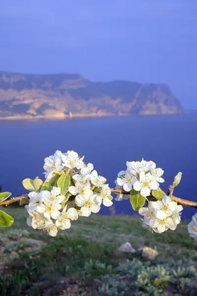 Ялта цветение миндаля