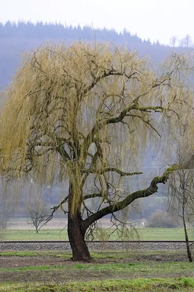 Ива белая Salix Alba