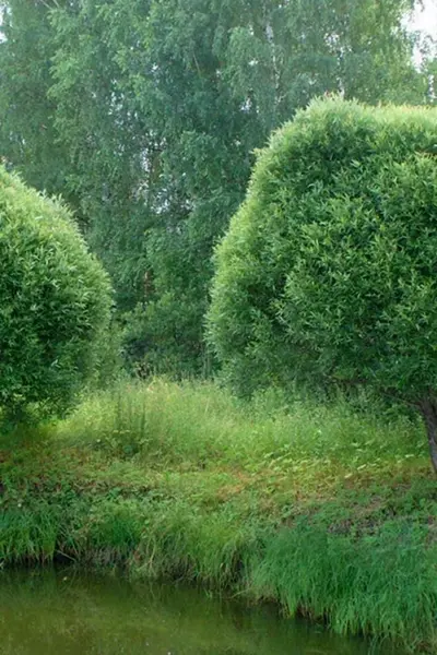Ива ломкая Глобоза
