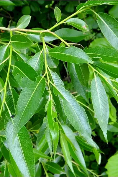 Ива ломкая Salix fragilis