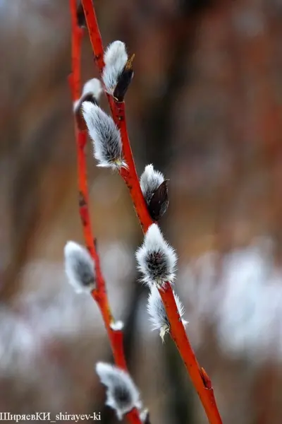 Ива остролистная шелюга красная краснотал – Salix acutifolia