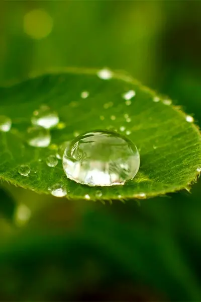 Капля воды на листе