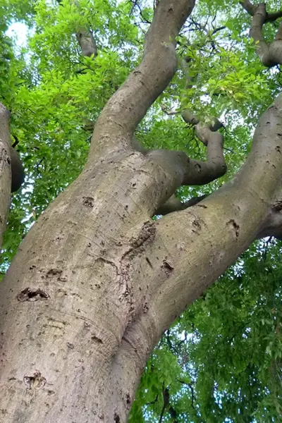 Каркас Южный Celtis Australis