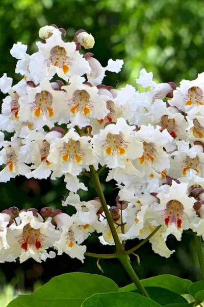 Катальпа бигнониевидная Catalpa bignonioides