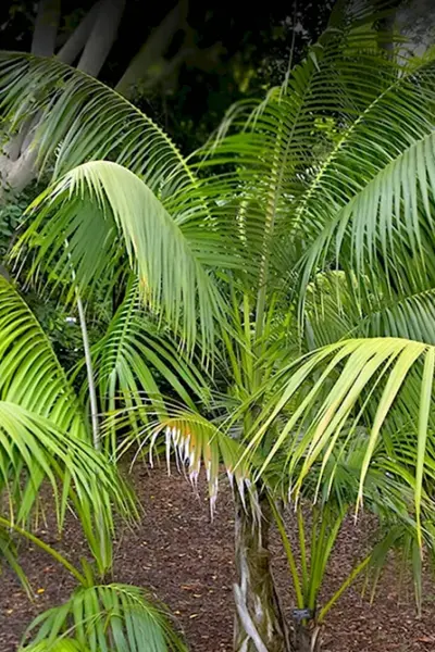 Ховея Бельмора Howea belmoreana