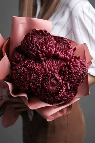 Хризантема Bigoudi Red