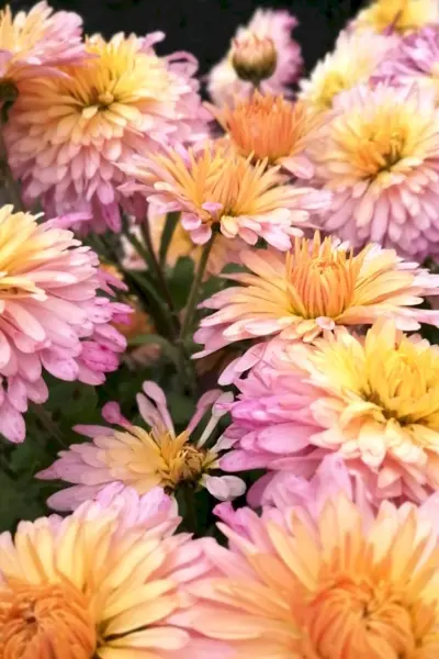 Хризантема корейская Chrysanthemum x koreanum