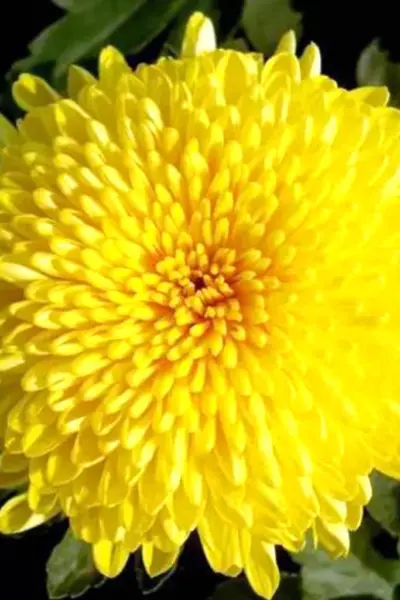 Хризантемы morifolium
