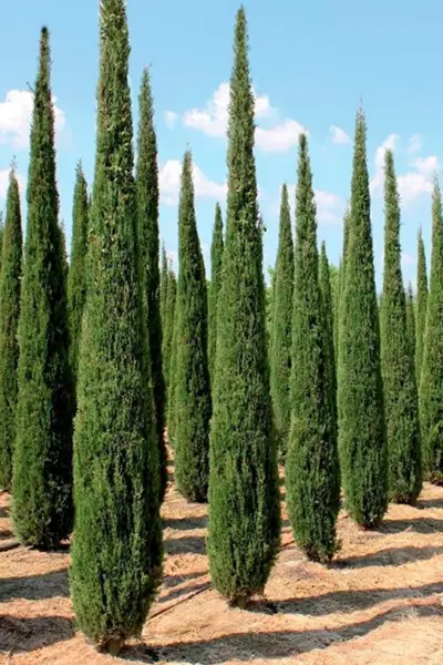 Кипарис Cupressus sempervirens
