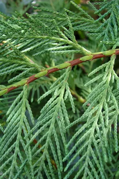 Кипарис вечнозеленый Cupressus sempervirens