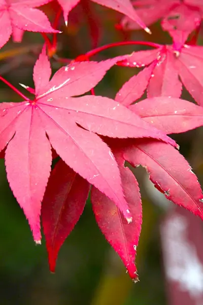 Клен дланевидный Acer palmatum