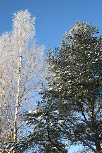 Клен и лиственница