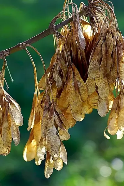 Клён ясенелистный с красными сережками