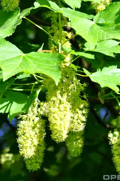 Клен Явор – Acer pseudoplatanus l.