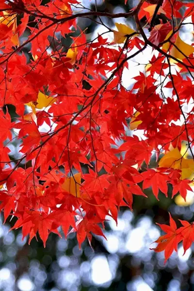 Клен красный autumn Radiance