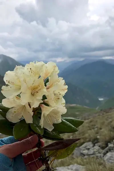 Коби Грузия