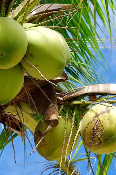 Кокосовая Пальма Cocos nucifera