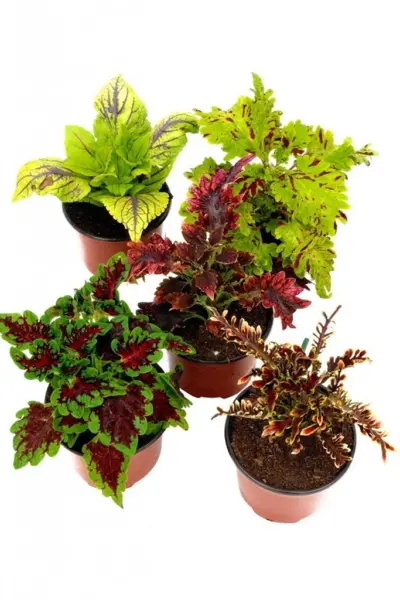 Колеус Coleus Juliet Quartermain
