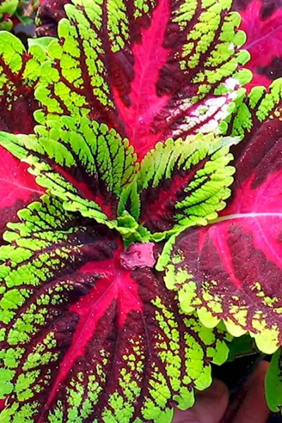 Колеус Red Croton