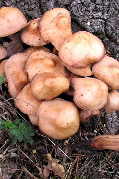 Коллибия веретеноногая Gymnopus fusipes