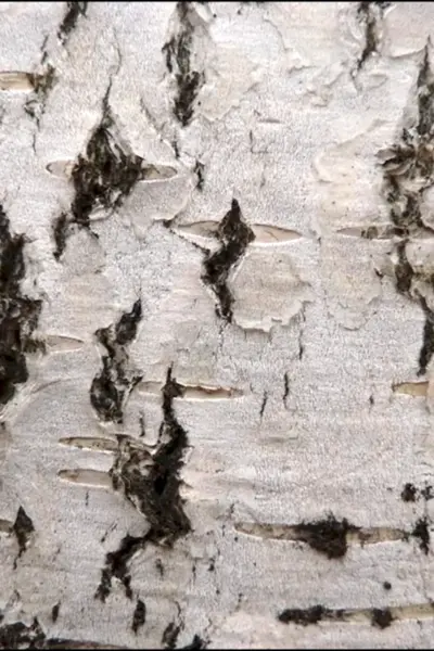Кора березы