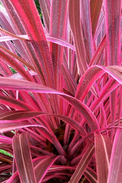 Кордилина Южная Cordyline Australis