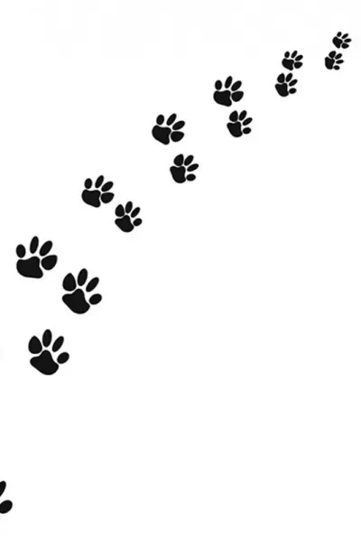 Кошачьи следы