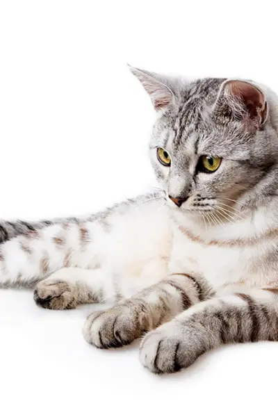 Кошка на белом фоне