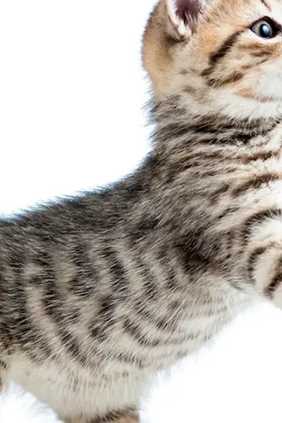 Кошка на белом фоне