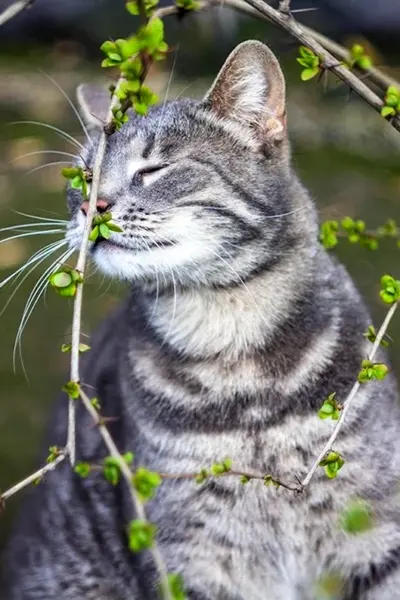 Кошка Весна