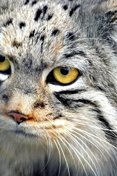 Кот Манул