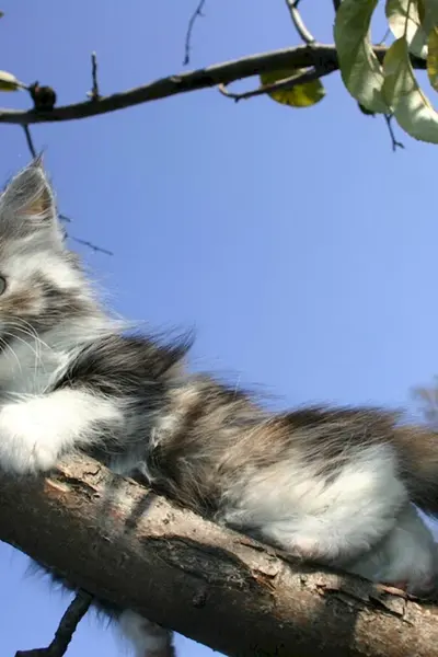 Кот на дереве