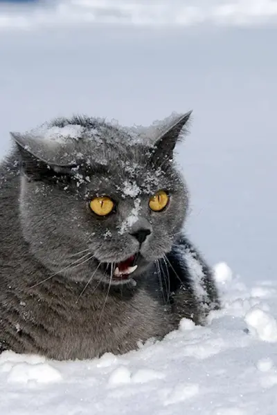 Кот замерз