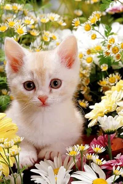 Котенок с цветами