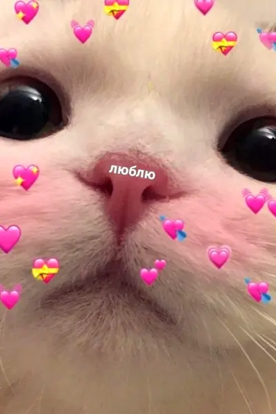 Котики с сердечками