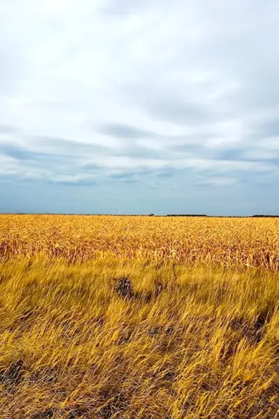 Ковыльная степь Воронежской области