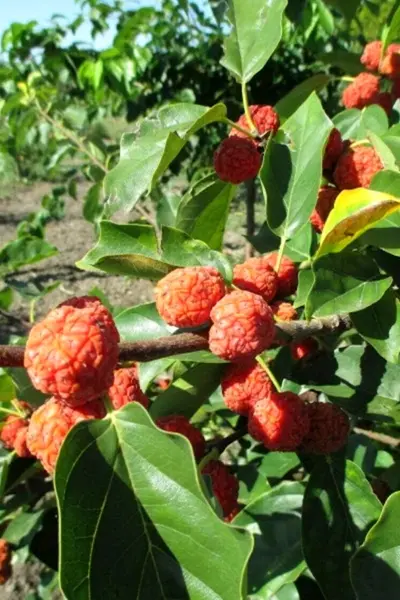 Кудрания клубничное дерево