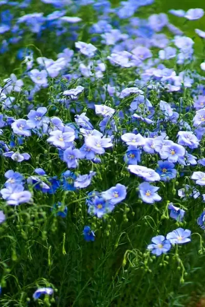 Лён обыкновенный Linum usitatissimum l.